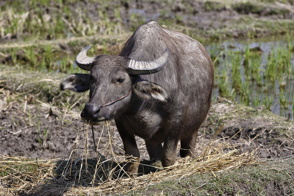 Thailand, Chiang Mai, Baan Tong Luang, Karen village, buffalo in a rise field