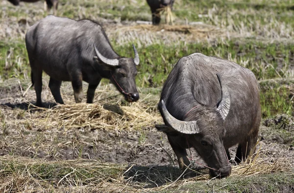 Tailandia, Chiang Mai, Baan Tong Luang, pueblo Karen, búfalos en un campo elevado —  Fotos de Stock