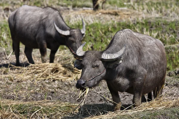 Thailand, Chiang Mai, Baan Tong Luang, Karen village, buffalos in a rise field — Stock Photo, Image