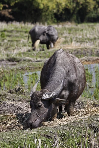 Thailand, Chiang Mai, Baan Tong Luang, Karen village, buffalos in a rise field — Stock Photo, Image