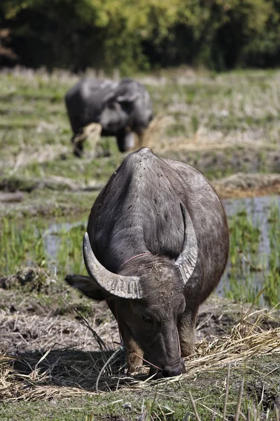Thailand, chiang mai, baan tong luang, karen village, büffel in einem rise field — Stockfoto