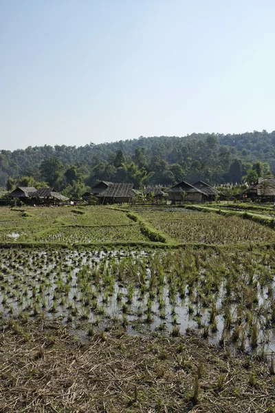 Thailand, Chiang Mai, view of the Karen Long Neck Hill Tribe village and rice fields — Stock Photo, Image
