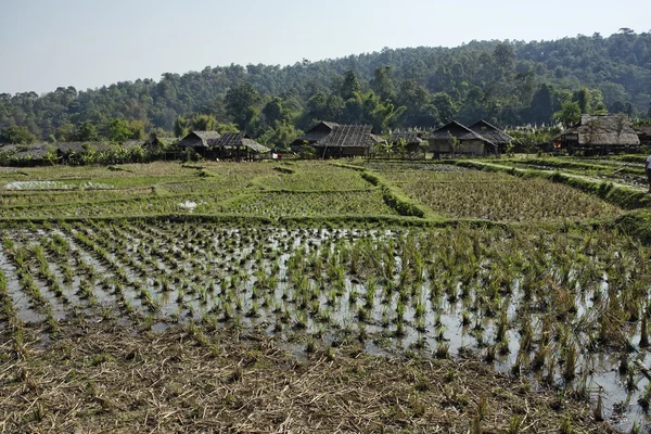 泰国清迈，凯伦长长的脖子山部落村庄和水稻字段的视图 — 图库照片