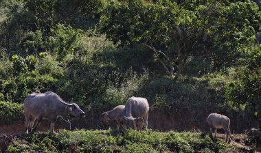 Tayland, chiang mai, Asya buffalos baan tong luang, karen Köyü