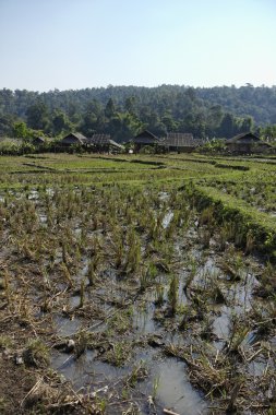 Tayland, chiang mai, karen uzun boyunlu tepe kabile köyün görünümü