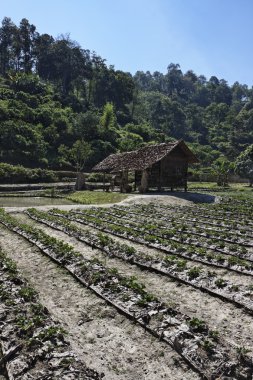 Tayland, chiang mai, karen uzun boyunlu tepe kabile köyün görünümü