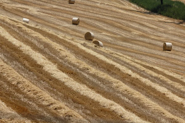 stock image Italy, Sicily, Catania province, countryside, harvested hay field