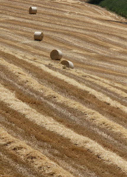 stock image Italy, Sicily, Catania province, countryside, harvested hay field