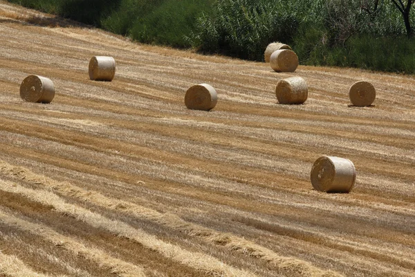 Italy, Sicily, Catania province, countryside, harvested hay field — Stock Photo, Image