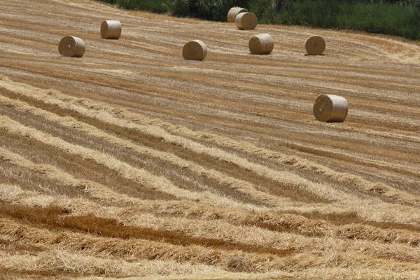 stock image Italy, Sicily, Catania province, countryside, harvested hay field