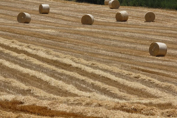 stock image Italy, Sicily, Catania province, countryside, harvested hay field