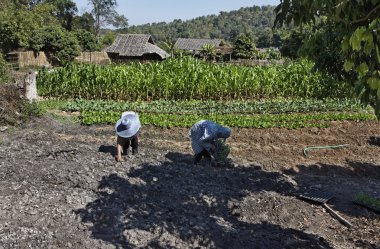 Thailand, Chiang Mai, Karen Long Neck hill tribe village (Baan Tong Lhoung), thai farmers clipart