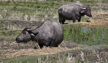 Tayland, chiang mai, baan tong luang, karen Köyü buffalos yükselişi alanı