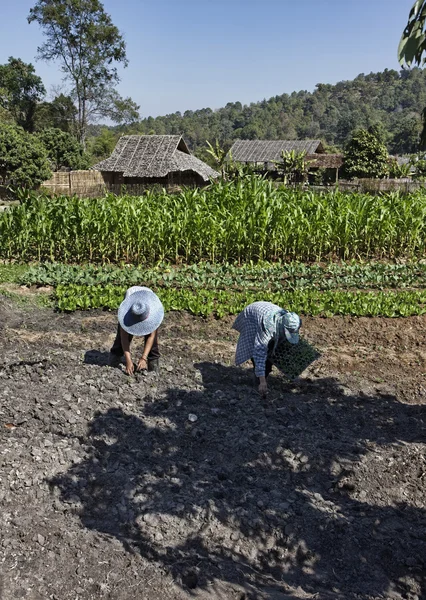 泰国，清迈、 凯伦长长的脖子山部落村庄 (班通 lhoung)、 泰国的农民 — 图库照片