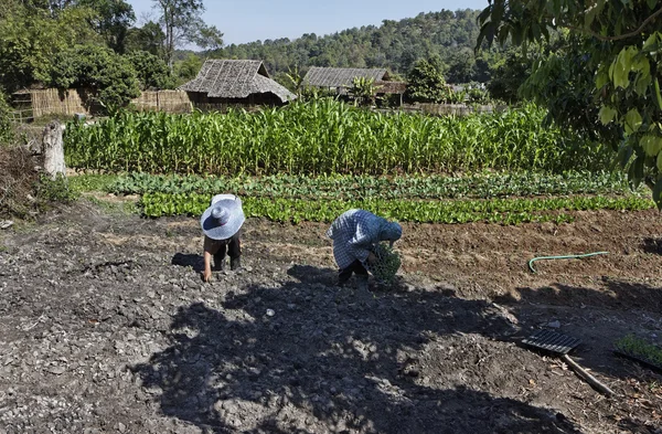Tailândia, Chiang Mai, Karen Long Neck aldeia tribo colina (Baan Tong Lhoung), agricultores tailandeses — Fotografia de Stock