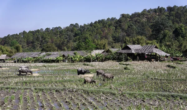 Tailândia, Chiang Mai, Baan Tong Luang, aldeia Karen, búfalos em um campo de ascensão — Fotografia de Stock