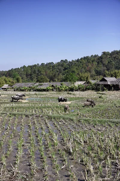 Thailand, chiang mai, baan tong luang, karen dorp, buffels in een stijging veld — Stockfoto