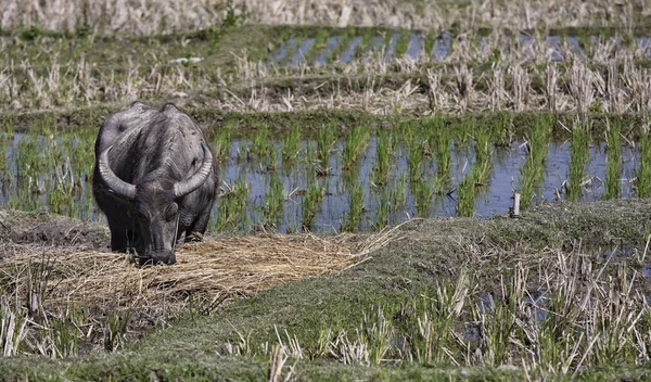 Thajsko, chiang mai, baan tong luang, karen vesnice, buffalo v poli vzestupu — Stock fotografie