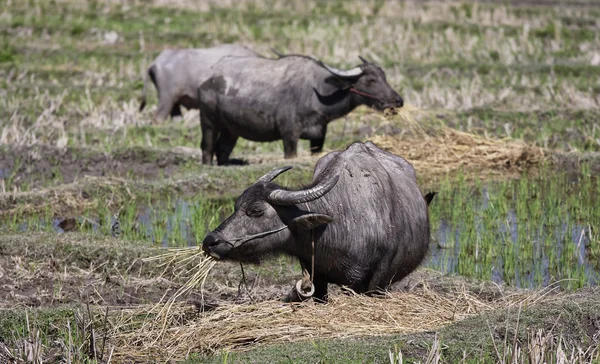 Таїланд, Чіанг маи, Baan Tong Луанг, село Карен, buffalos у полі «підйом» — стокове фото