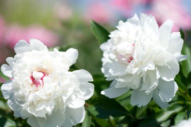 White peony clipart