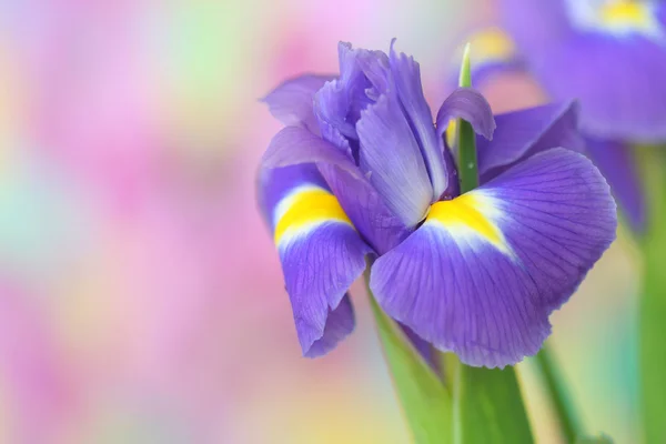 Květina Kosatec — Stockfoto