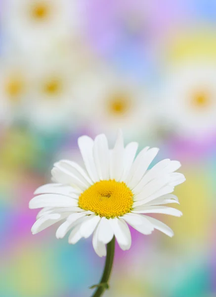 Flor de manzanilla — Foto de Stock