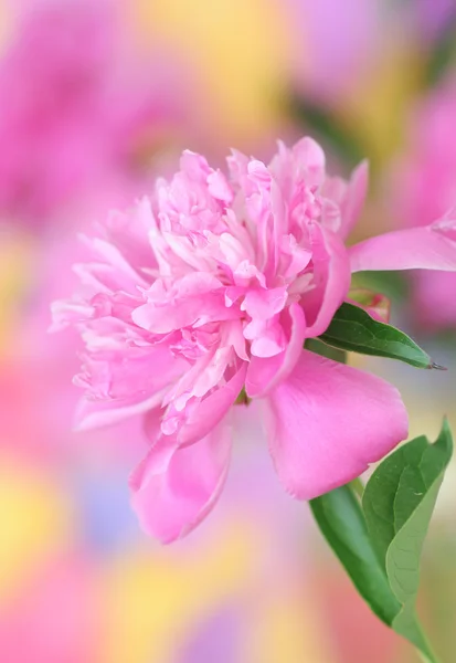 ピンクの牡丹 — ストック写真