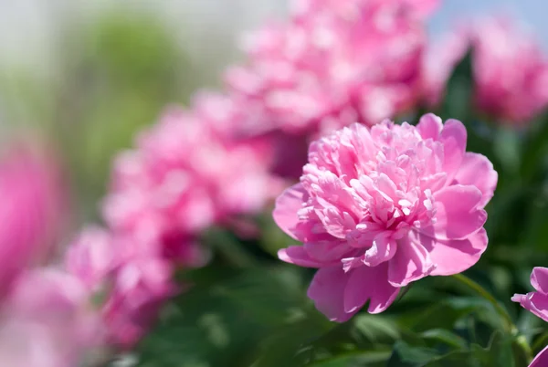 Peonía rosa — Foto de Stock