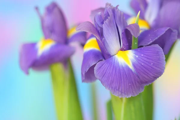 ไอริส ดอกไม้ส่ง — ภาพถ่ายสต็อก
