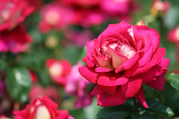 Garden rose — Stock Photo, Image