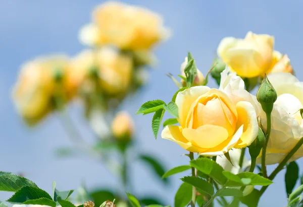 Rosa de jardín — Foto de Stock
