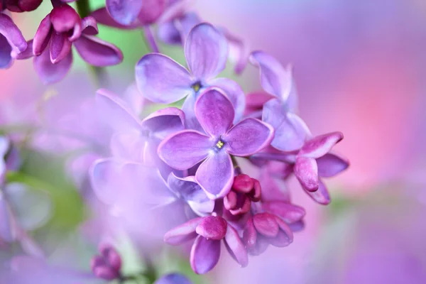 Lilás sobre fundo colorido — Fotografia de Stock