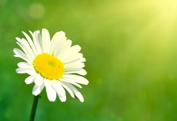 Kamille bloem onder zonnestralen — Stockfoto