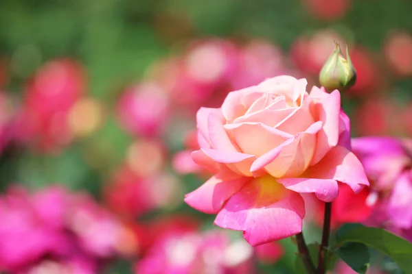 Trädgård rose — Stockfoto
