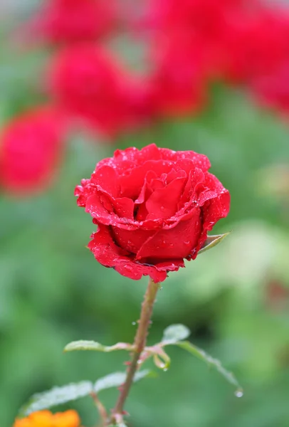 Ogród rose — Zdjęcie stockowe
