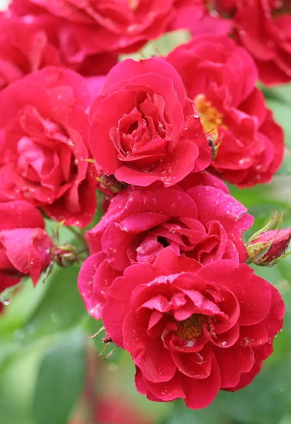 Jardim rosa — Fotografia de Stock