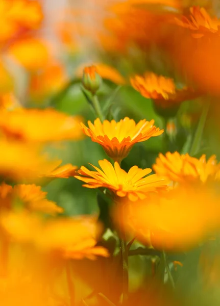 Flor de calêndula — Fotografia de Stock