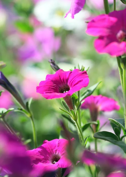 Flor de Petunia — Foto de Stock