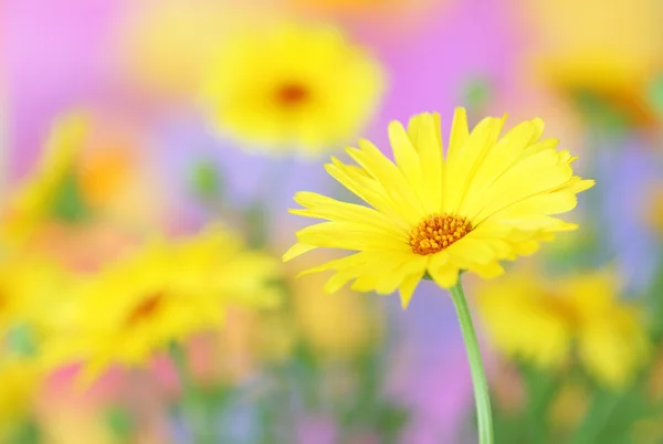 Kwiat nagietka — Zdjęcie stockowe