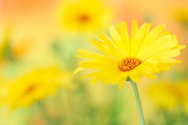 Flor de calêndula amarela — Fotografia de Stock