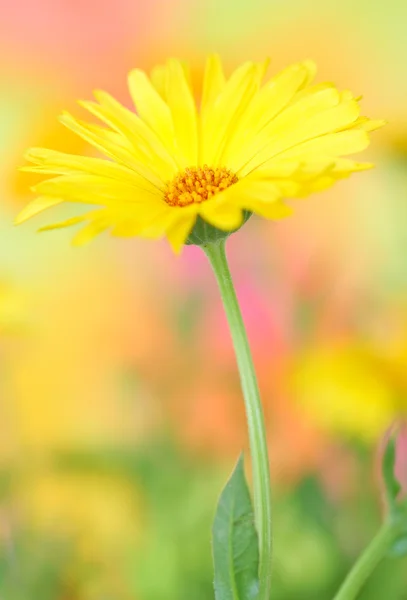 Yellow marigold flower — Stock Photo, Image