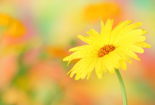 Kwiat nagietka — Zdjęcie stockowe