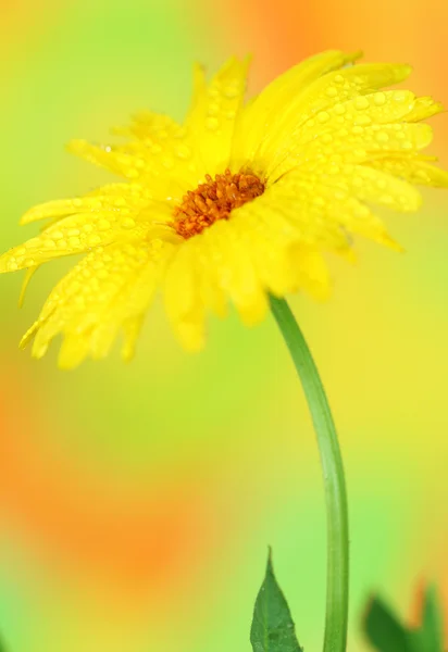Marigold-blomst – stockfoto