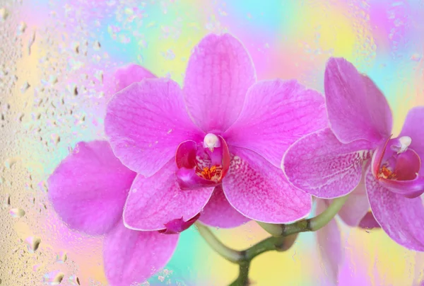Orchidea w mokre szkło — Zdjęcie stockowe