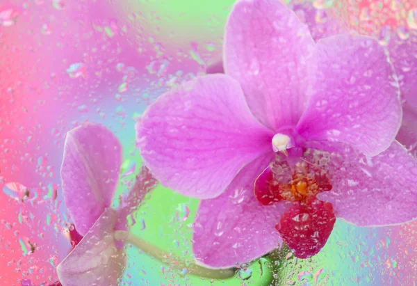 粉色兰花下淋湿的玻璃 — 图库照片