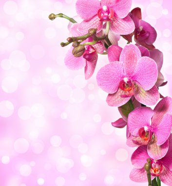 Pink orchid clipart