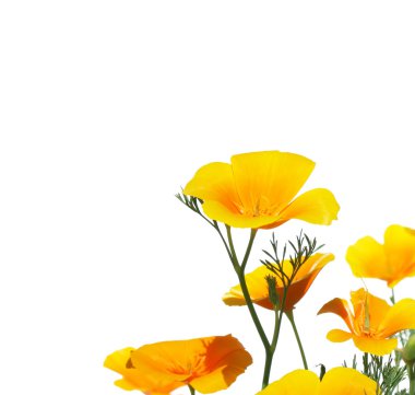 California Poppy isolated on white background clipart