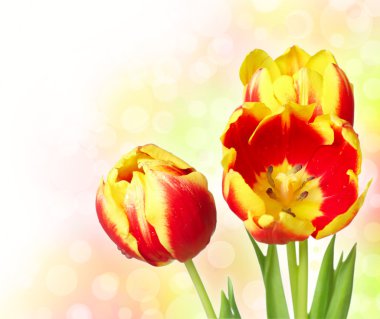 Bright tulips flowe clipart