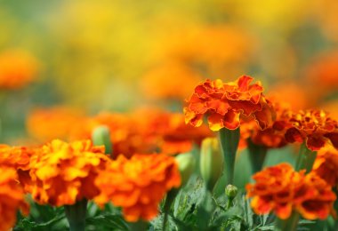 Tagetes flower clipart