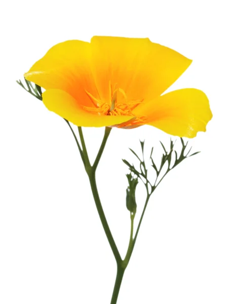 Kalifornien goldene Mohnblume isoliert auf weiß — Stockfoto